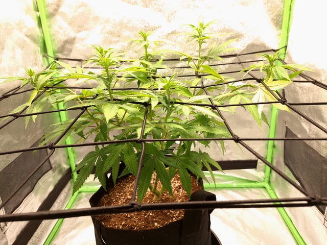 Blue Cheese from Barney's Farm — vegetative, day 12