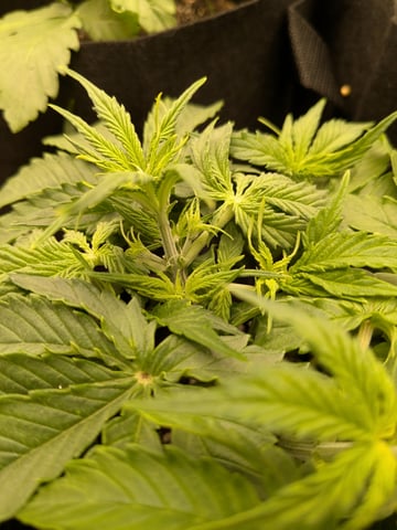 first grow — vegetative, day 17