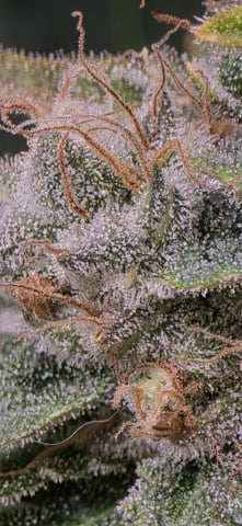 Maple Nectar  — flower, day 96