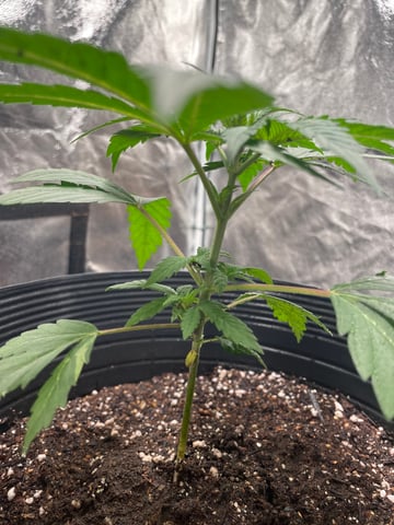 Blueberry — vegetative, day 30