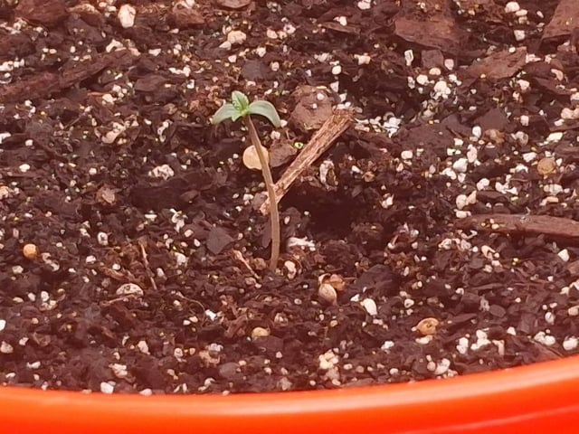 mendo breath-white widow-pilot light — seedling_rooting, day 9