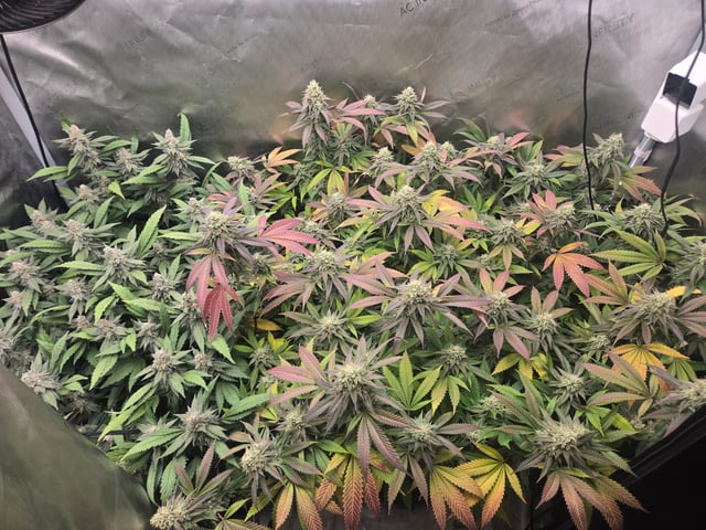 First Grow — flower, day 106