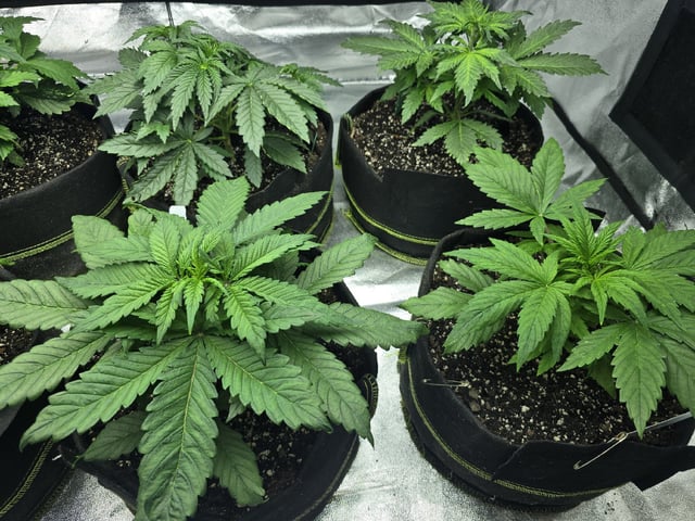 Autos AGAIN — vegetative, day 29
