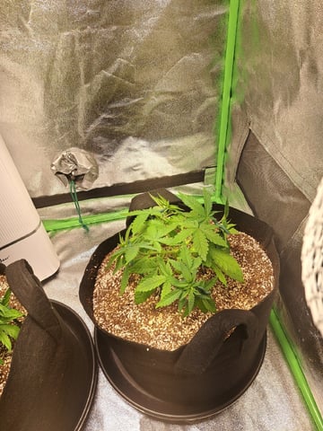 Pineapple Chunk/Runtz — vegetative, day 52
