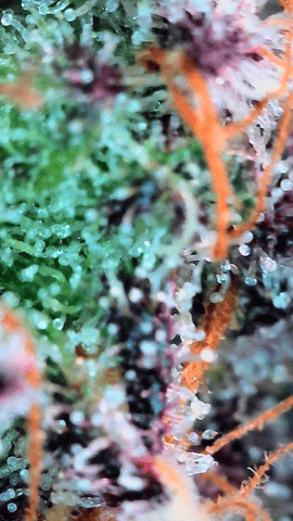 Looking for advice! — flower, day 107