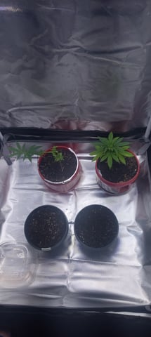 frst grow tent grow — germination, day 4