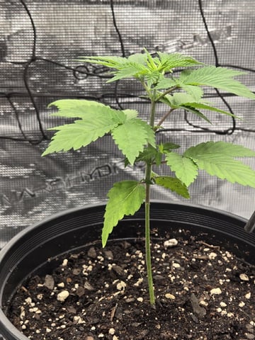  Insane OG — vegetative, day 22
