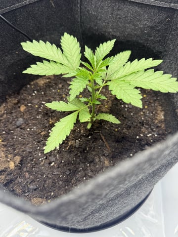 Random Seed — vegetative, day 15