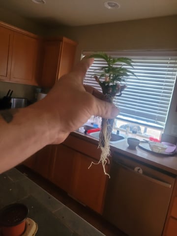 Making Crosses  — vegetative, day 70