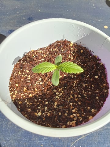 Second grow(Photoperiod)