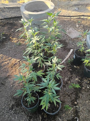 Platinum Og