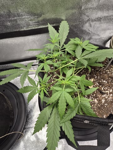 Kalini Asia Auto  — flower, day 52