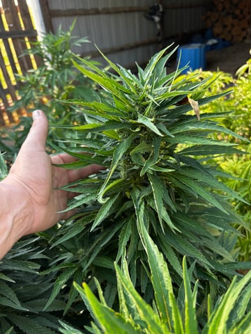 Outdoor Grow — flower, day 143