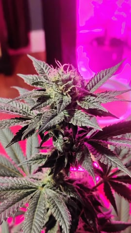 first grow  — flower, day 53