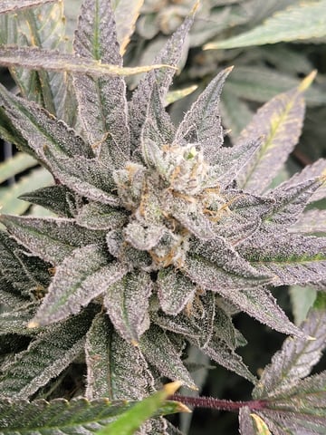 #3 — flower, day 80