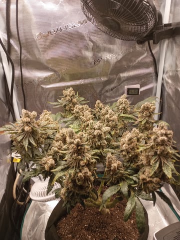 Wizard Punch first grow  — flower, day 119