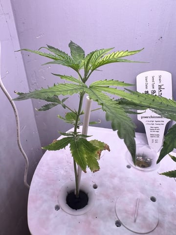 Banjo Clones — vegetative, day 44