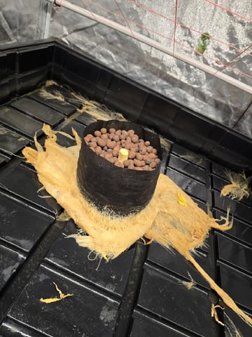 Platnium Jelly — harvest, day 120