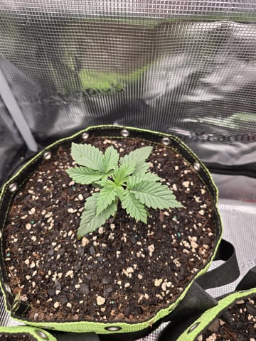  1 Blue Zushi x Venom & 1 Jack Here x Strawberry Cookies OG — vegetative, day 17