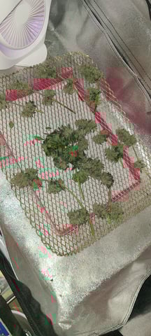 Alaskan bananaberry auto — harvest, day 75