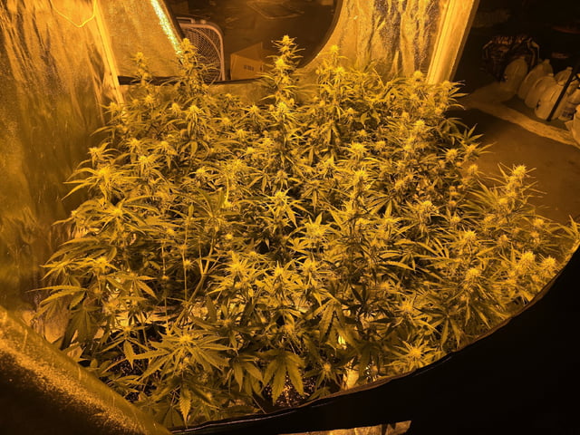3rd Auto Grow — flower, day 69