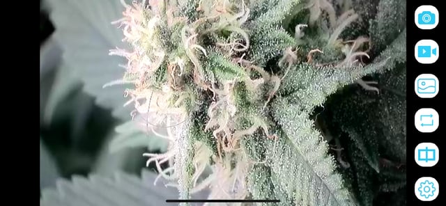 1st Ever Grow (GodFather OG) (Coco) — flower, day 116