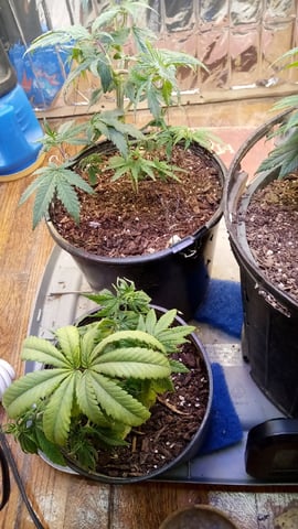 Jack hearer/Jack the ripper? — vegetative, day 71