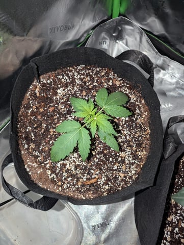 First Grow — vegetative, day 18