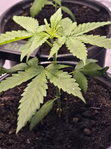 first grow second plant  — vegetative, day 24