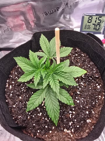 Northern lights #10 (Alaska) — vegetative, day 14