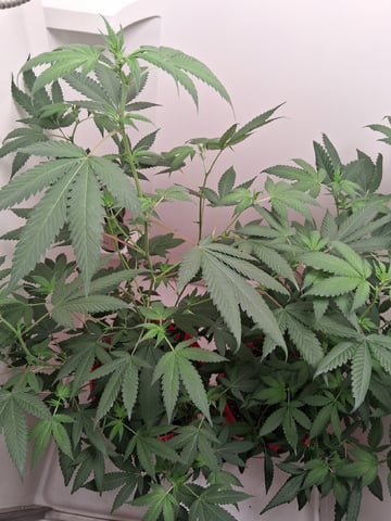 S&D  First Grow — flower, day 47