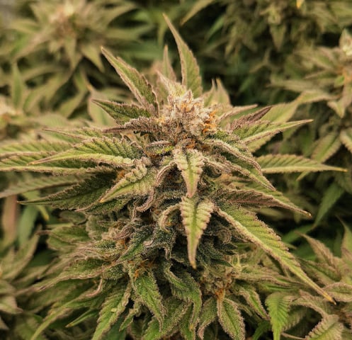 Gorilla Girl Autopot — flower, day 165