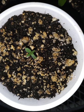 Joker Auto Flower — germination, day 5