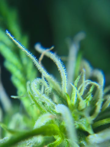 new strain — flower, day 51