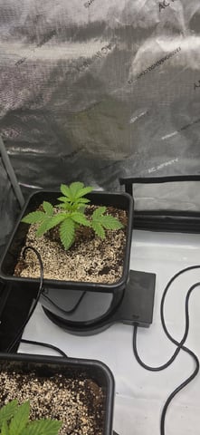 Maple Nectar  — seedling_rooting, day 20