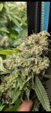 1st grow continued  — flower, day 56