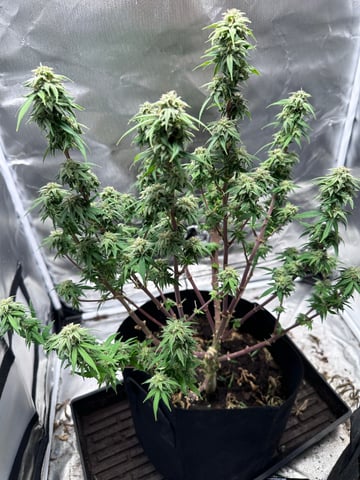 first grow — flower, day 119