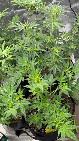 420 Fast Buds Mixed Pack — flower, day 38