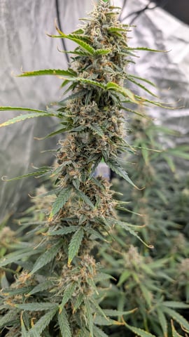 Strawberry Cheesecake Seedsman Seeds Autoflowers x2 — flower, day 75