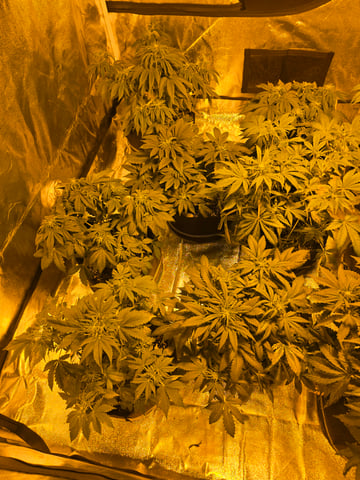 2nd Autoflower Indoor Grow — flower, day 41