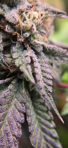 Looking for advice! — flower, day 88