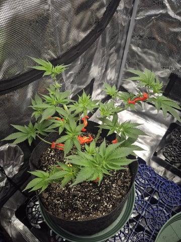 Grow 1 2026 Dream Widow — vegetative, day 57