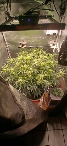 newest ggs setup grow — flower, day 52