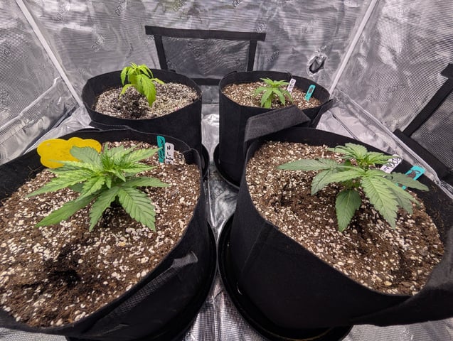 first grow - autoflower — vegetative, day 34