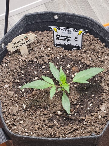 Mango Runtz — seedling_rooting, day 23
