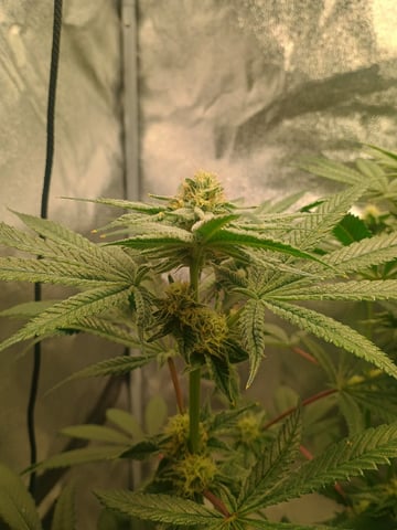 lil Slurry, first grow — flower, day 67