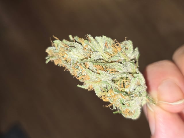 2nd Autoflower Indoor Grow — flower, day 74