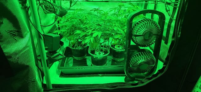 Girl Scout Cookies  — vegetative, day 77