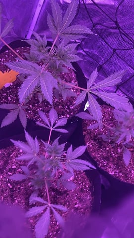 CB (Fem Photo) — vegetative, day 1