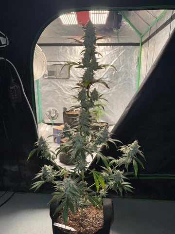 white runtz auto flower — flower, day 74